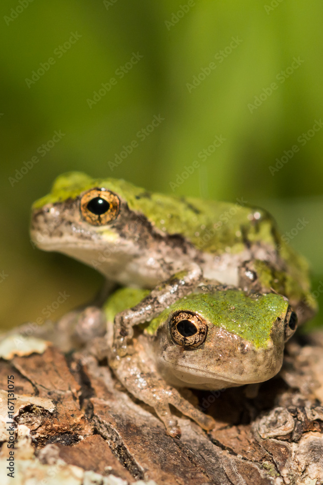 Obraz premium Gray Tree Frogs that have just left the vernal pool.