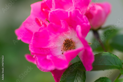 Macro of flowers in a garden with blur background