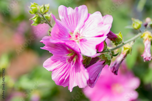 Close up of flowers in a garden with out of focus background
