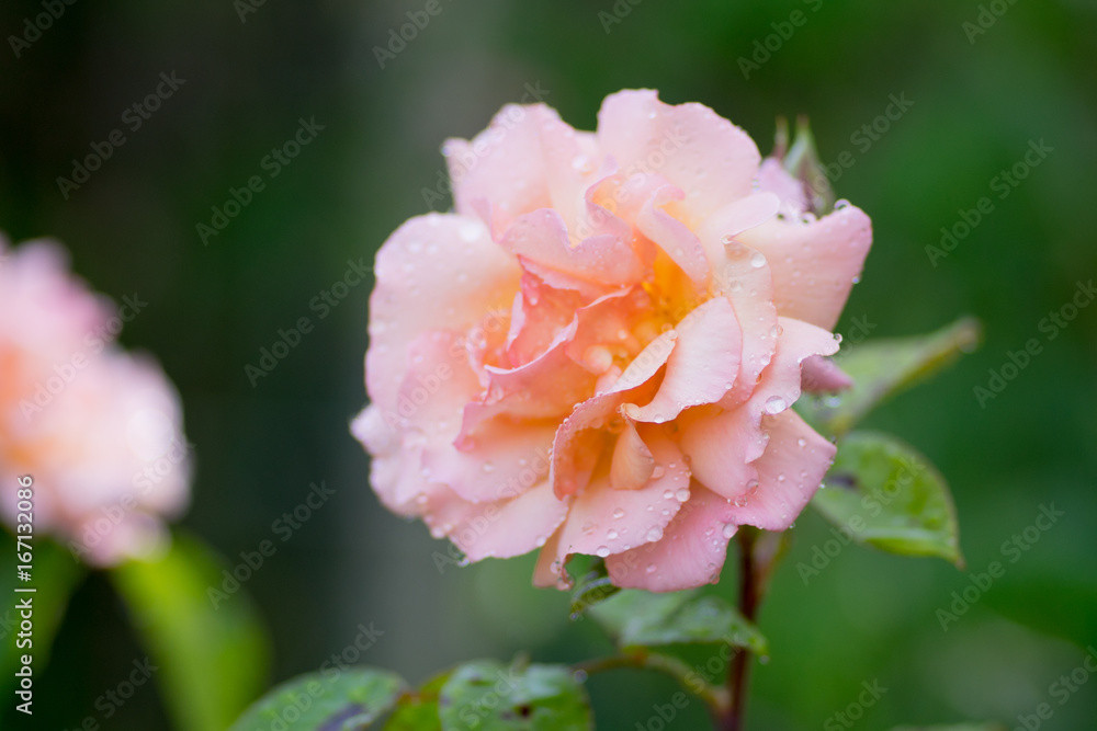 Close up of flowers in a garden with out of focus background Close up of flowers in a garden with out of focus background