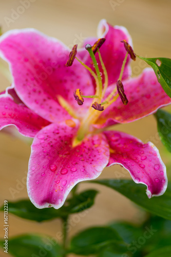 Close up of flowers in a garden with out of focus background