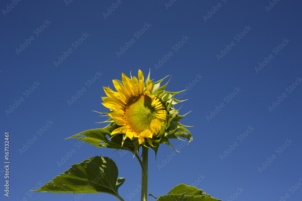 Closeup photos of sunflower blooming on a sunny day Closeup photos of sunflower blooming on a sunny day