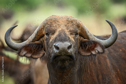 African Buffalo - Syncerus caffer, Kenya, Africa photo