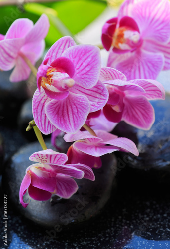 Pink orchids and black stones .Wellness background.