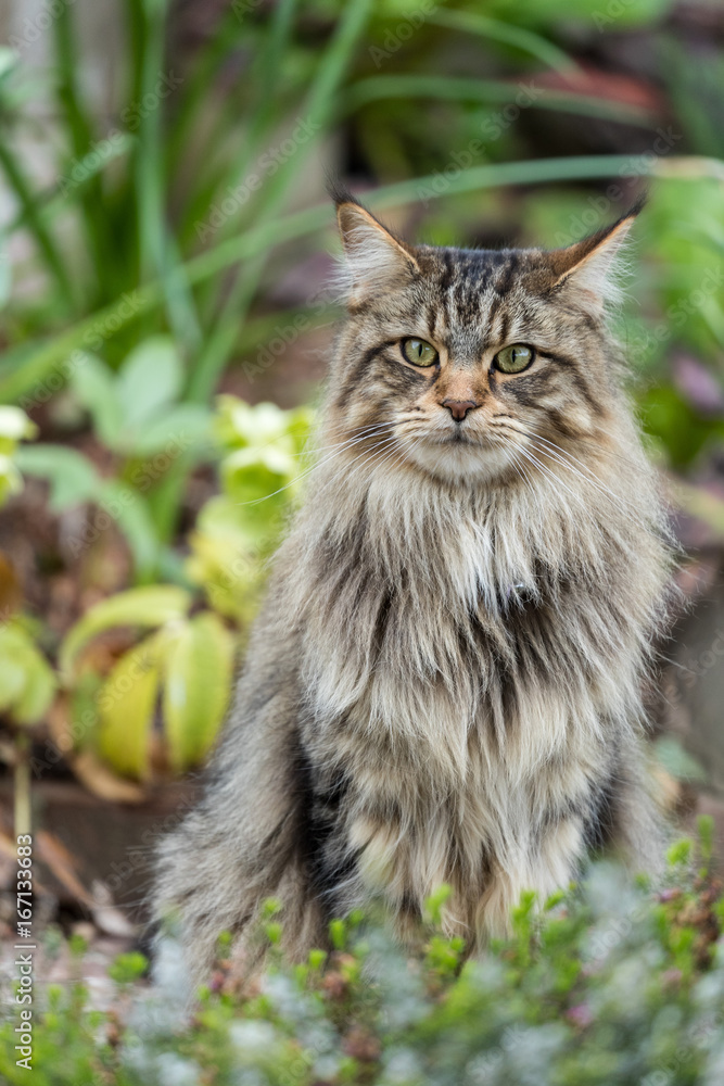 A female Maine Coon cat sits in the flower border of an English country garden