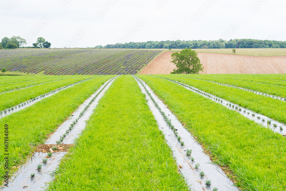 Planted lavender fields on a working farm in the summer at daytime Planted lavender fields on a working farm in the summer at daytime