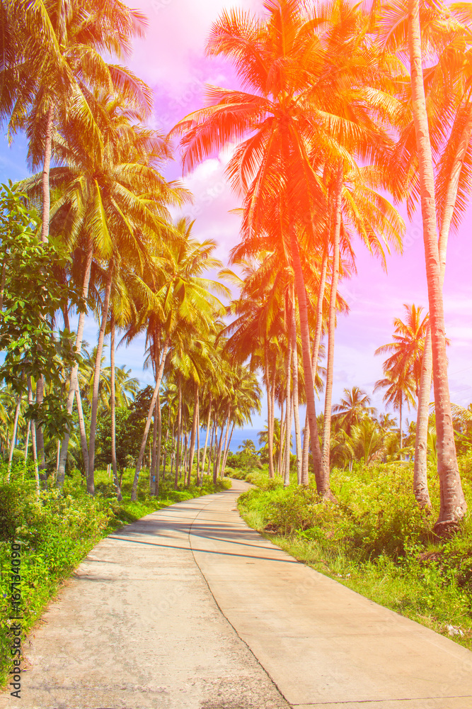 Obraz premium Orange toned coco palm trees alley. Tropical landscape with palms. Palm tree crown on blue sky.