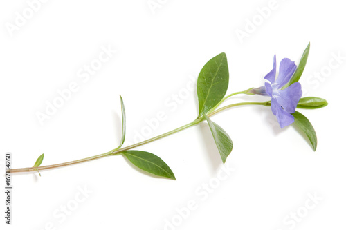 single periwinkle flower isolated on white background