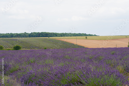 Lavender farms with lilac flowers and a great smelling aroma in the summer at daytime in the UK