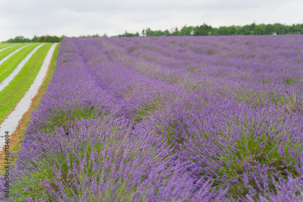 Lavender field in the UK lilac flowers with a great aroma in the summer in the daytime Lavender field in the UK lilac flowers with a great aroma in the summer in the daytime