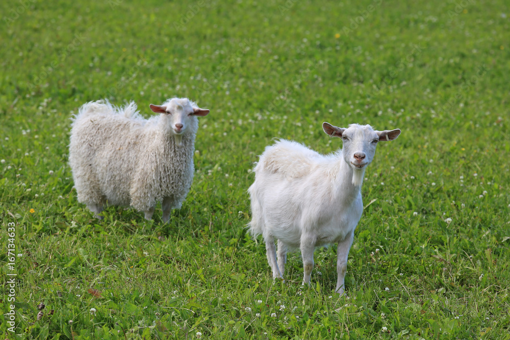 Obraz premium Two White Goats on Meadow