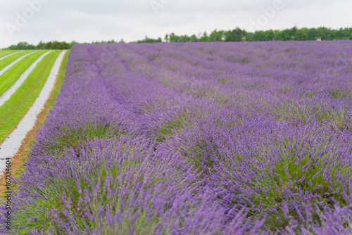 Lavender field in the UK lilac flowers with a great aroma in the summer in the daytime