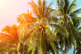 Coco palm tree in orange light. Tropical landscape with palms