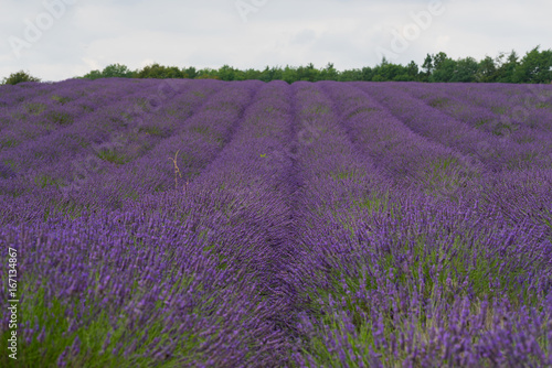 Lavender field in the UK lilac flowers with a great aroma in the summer in the daytime