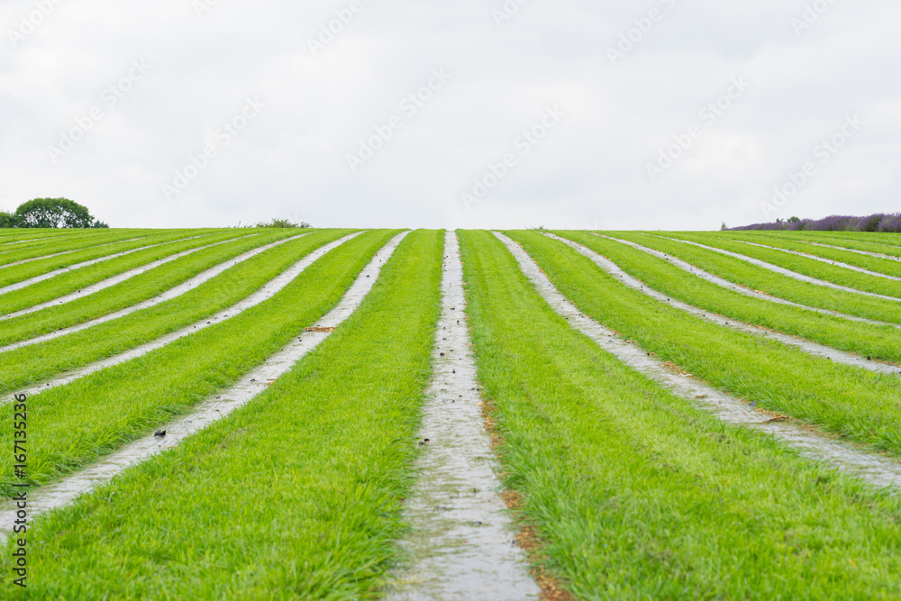 A planted Lacender field in the summertime on a farm in the daytime 