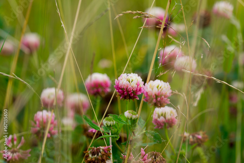 Pink wild flowers amounst long grass in a field in a rural scene with lush foliage in the summer at daytime in the UK