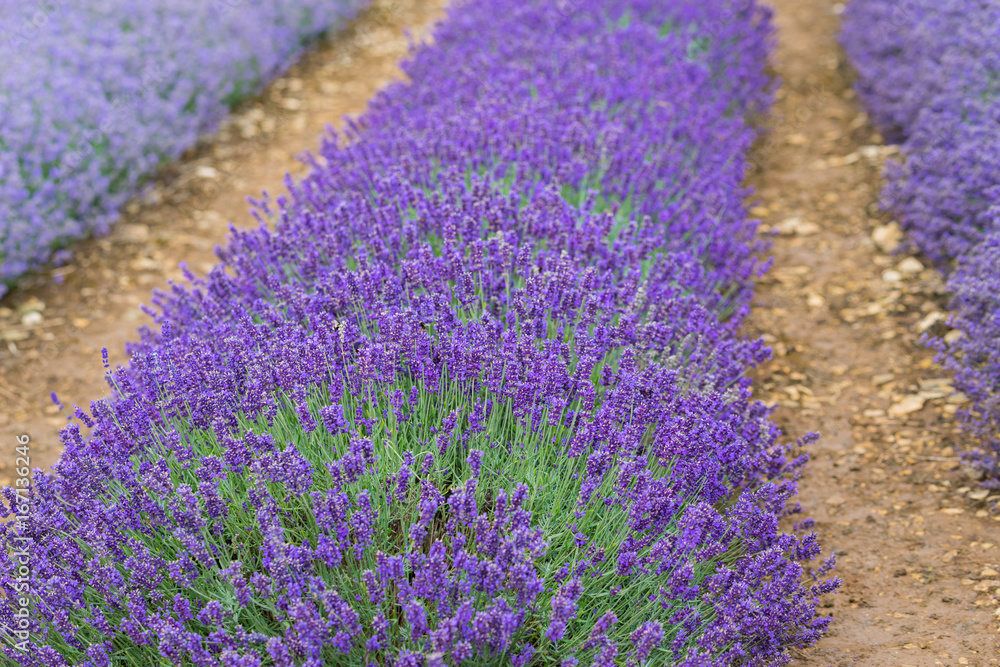 Obraz premium A Lavender farm in the south of England in the summertime at daytime, lilac flowers with a delightful smell