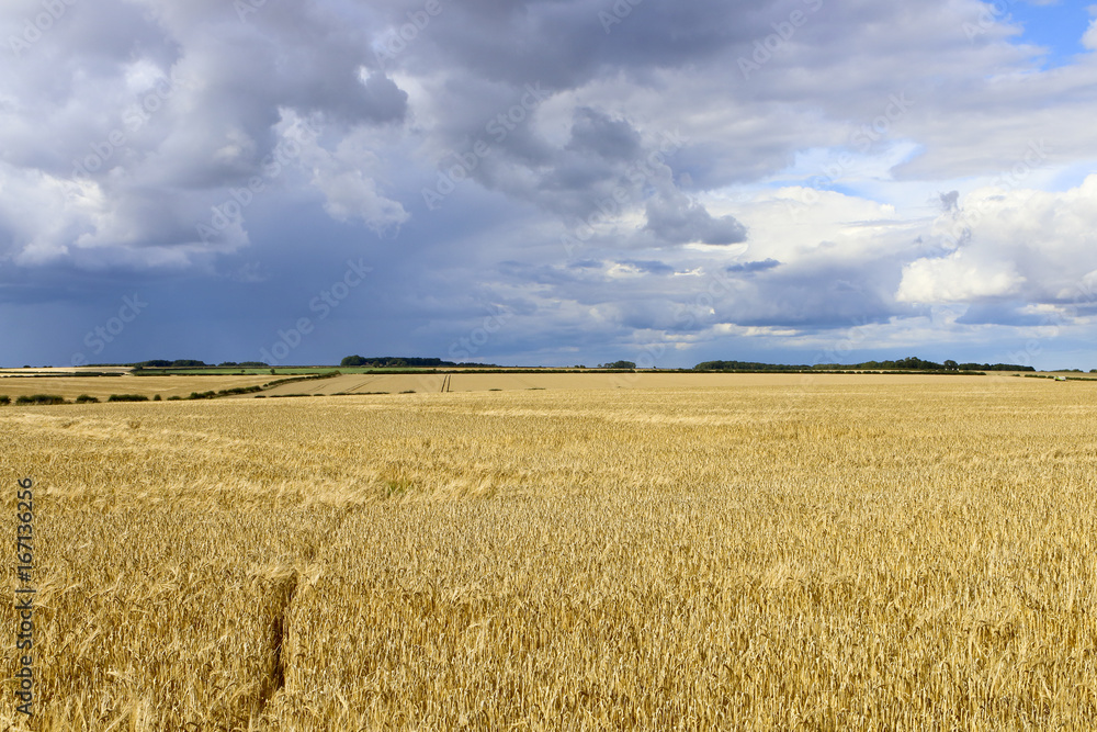 barley and stormy skies