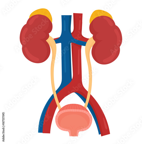 Urinary System