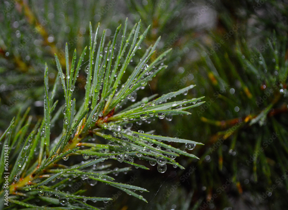 Pine needles Pine needles