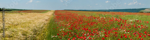 Panoramic photo of the field of wheat and poppies on a sunny summer day.