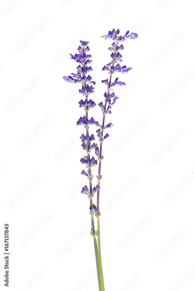 Salvia farinacea, Blue salvia, Mealy cup sage or Mealy sage flowers blooming with leaves, isolated on white background, with clipping path