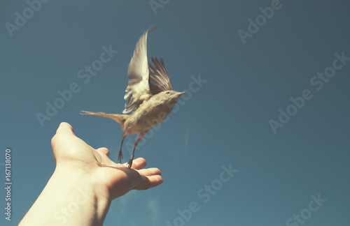 bird on the hand photo