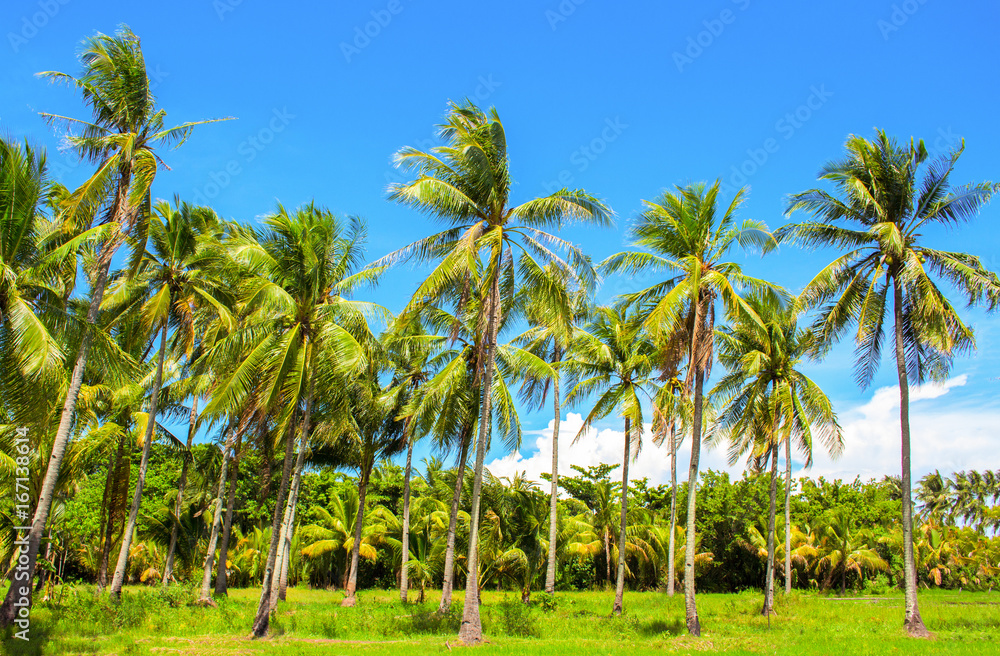 Obraz premium Vibrant landscape with coco palm trees. Tropical panorama with palm.
