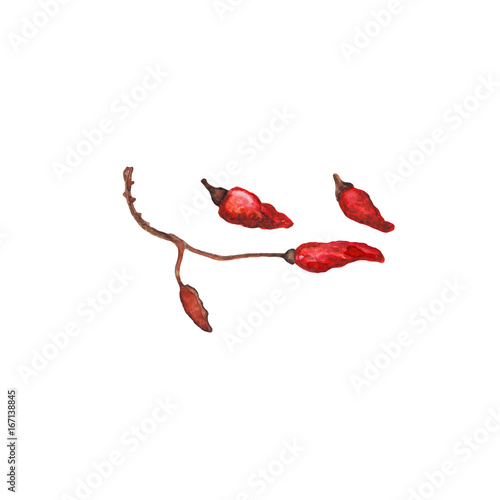 Red pepper on branch handdrawn illustration. Hot pepper watercolor painting on white background.