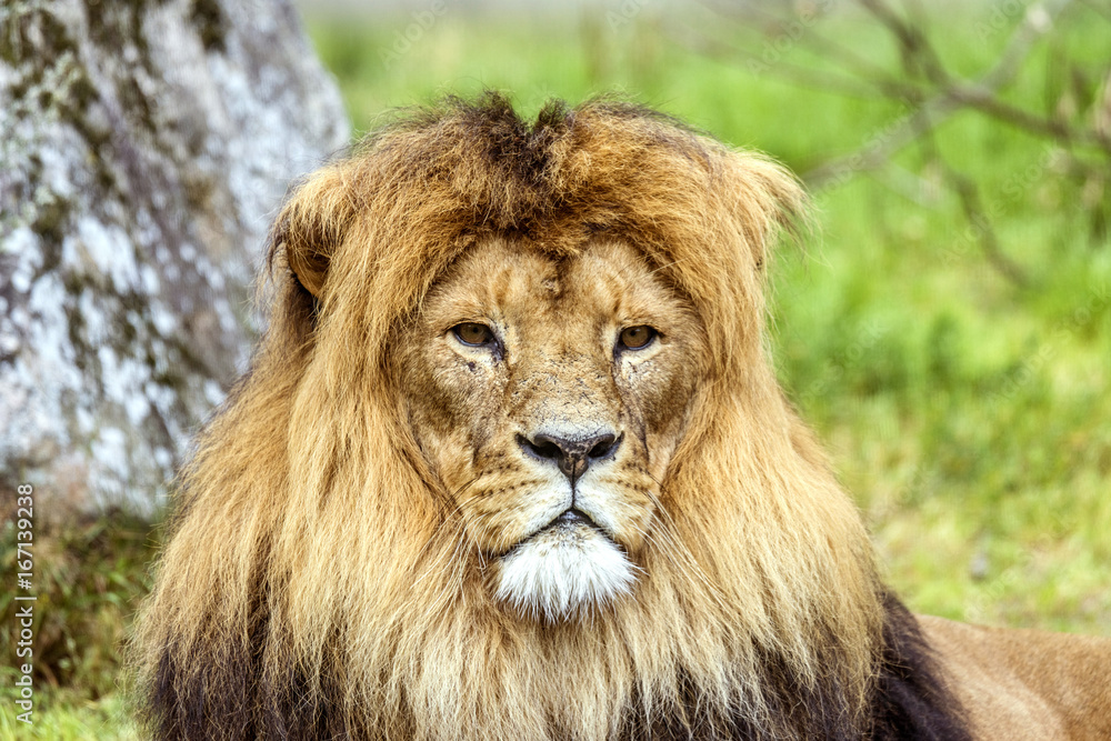 Male lion with a beautiful mane