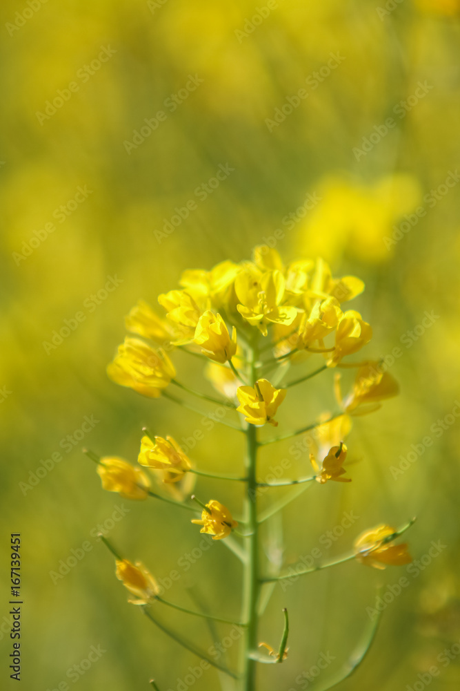 Field mustard