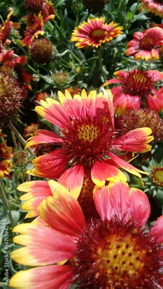 Indian Blanket flowers (Gaillardia) bloom in the midday Florida sun. Indian Blanket flowers (Gaillardia) bloom in the midday Florida sun.