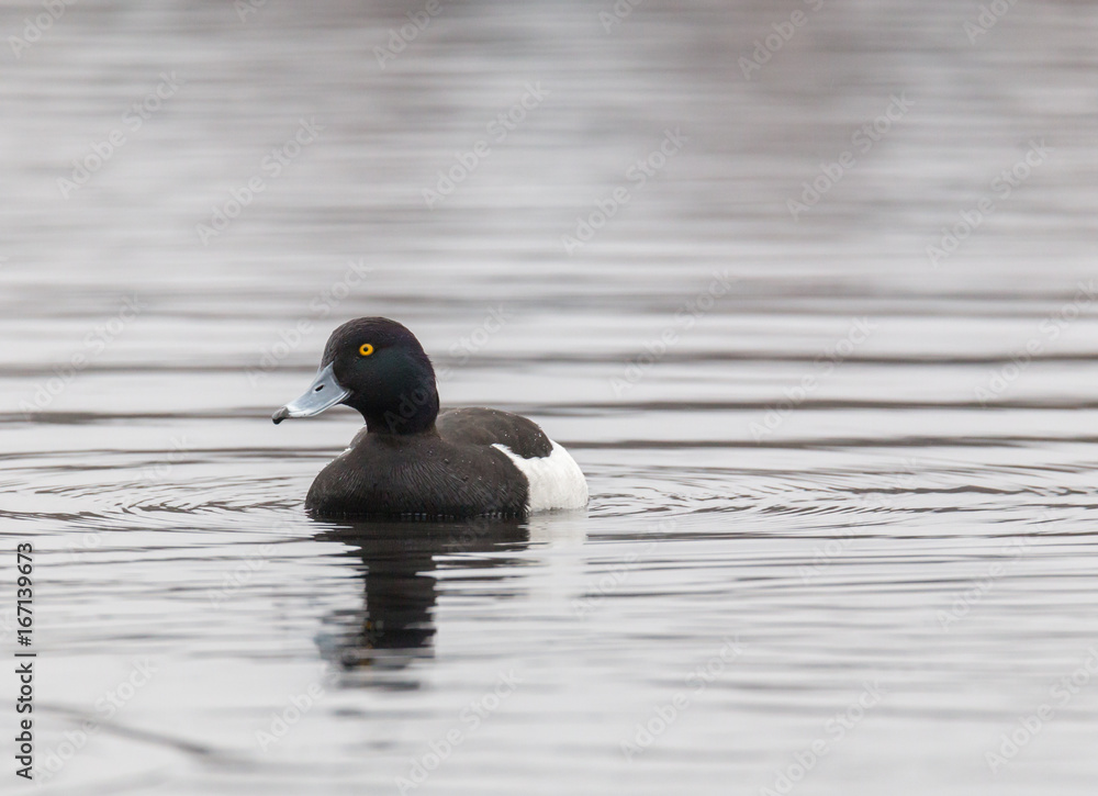 Fototapeta premium Male crested duck