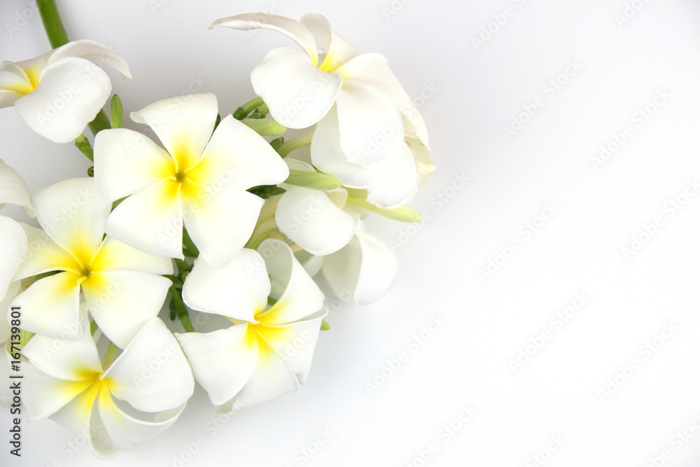 Tropical flowers frangipani, isolated white background