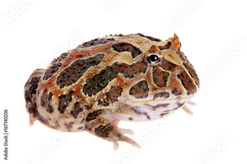 Cranwell s horned frog isolated on white