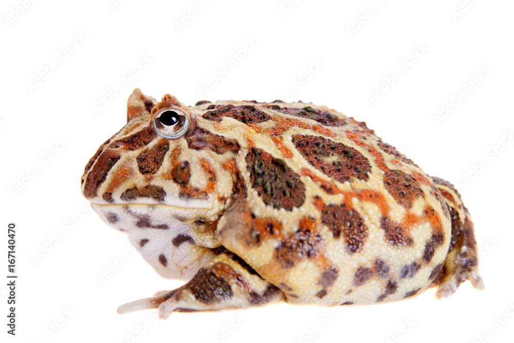 Cranwell's horned frog isolated on white