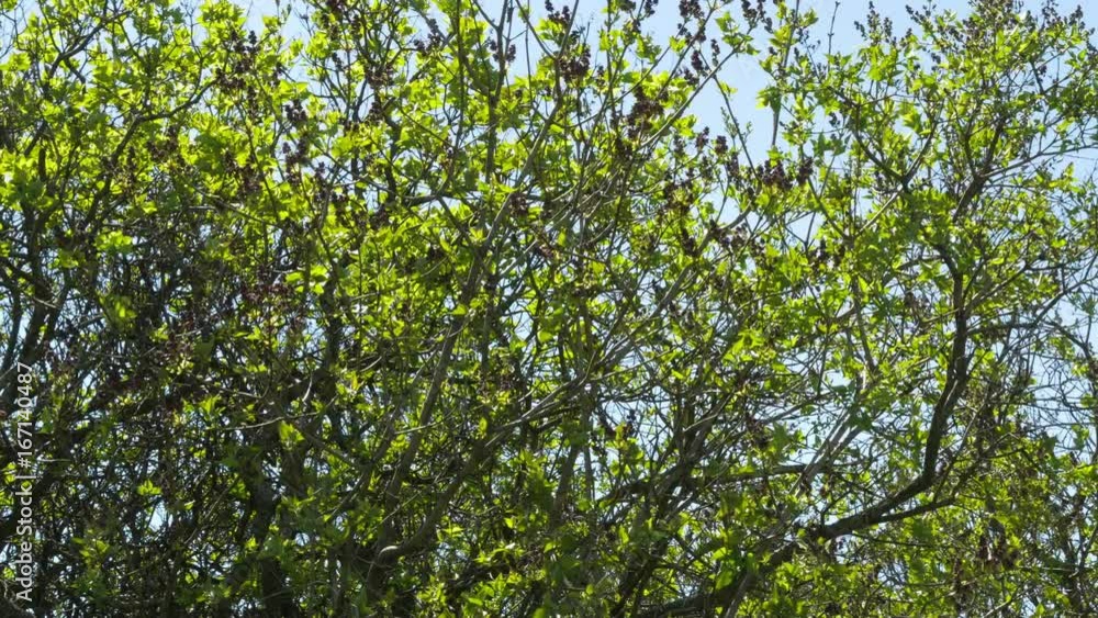 Tree Branches On Sky Background. Sunny Day. Windy Weather. Tree Branches On Sky Background. Sunny Day. Windy Weather.