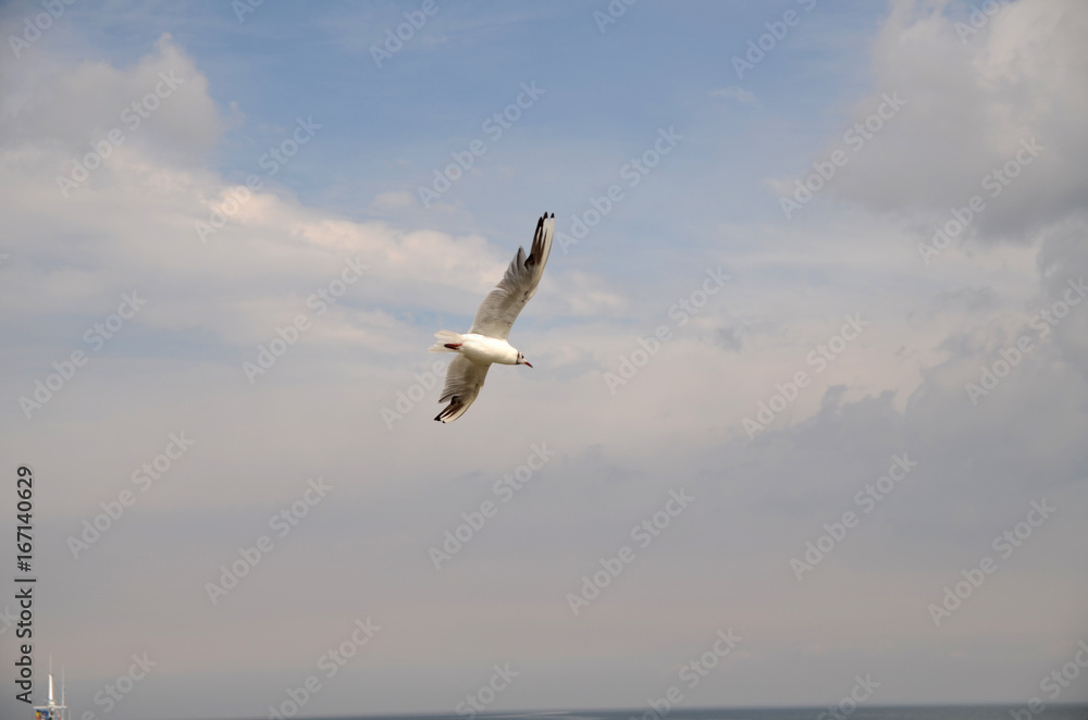Obraz premium Möwen an der Ostsee