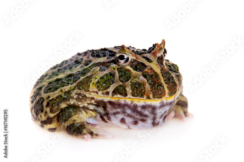 Cranwell's horned frog isolated on white photo