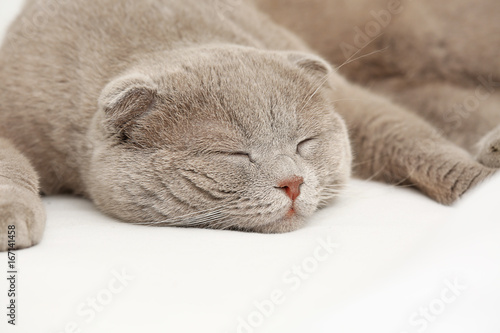 Cute cat sleeping on bed, closeup