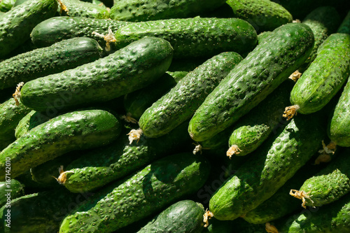 Many green cucumbers  close up
