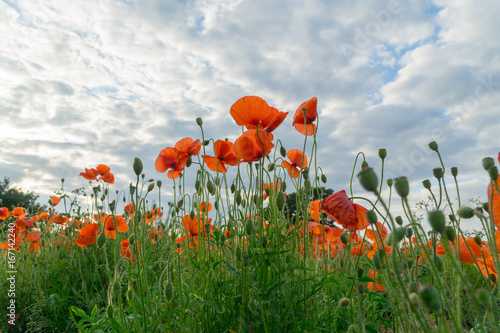 Red poppies in a field in the summer