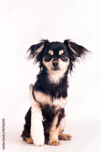 Cute little dog on white background at studio