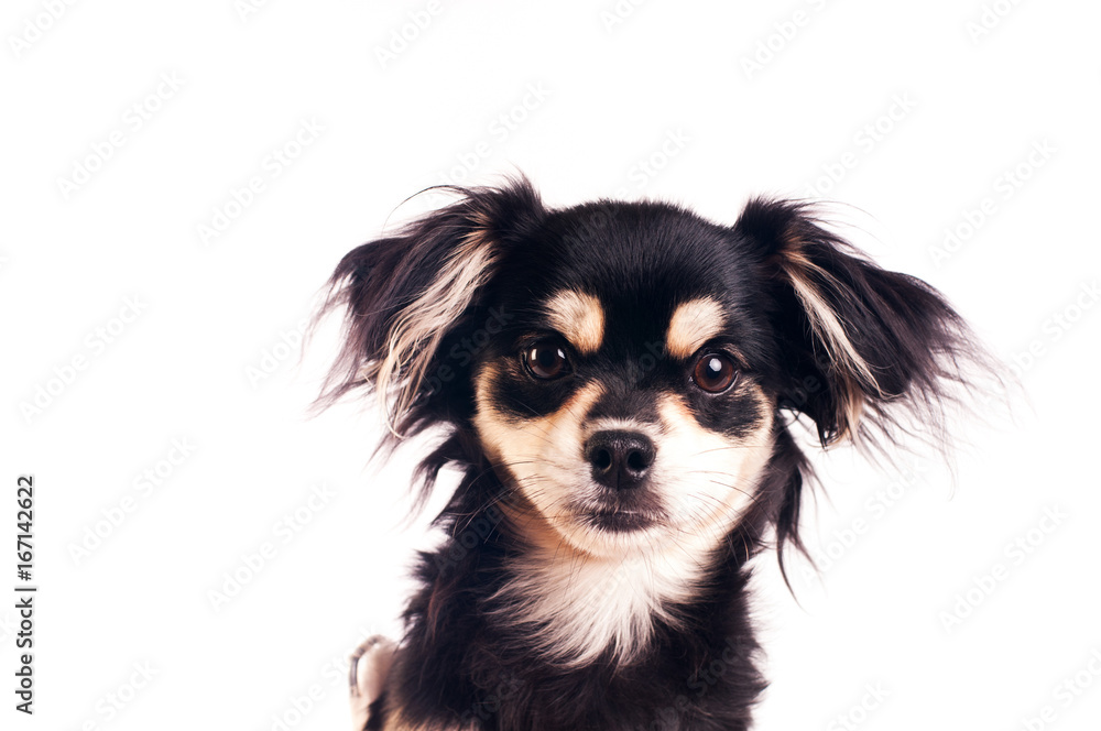 Cute little dog on white background at studio