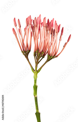 Ixora coccinea flower, Pink ixora isolated on white background, with clipping path