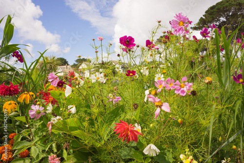 Flowers in a garden in Cornwall at summertime