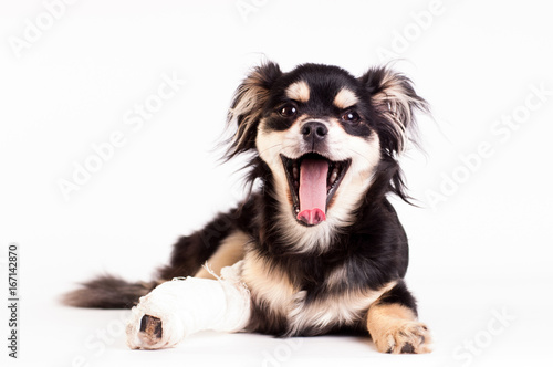 Cute little dog on white background at studio