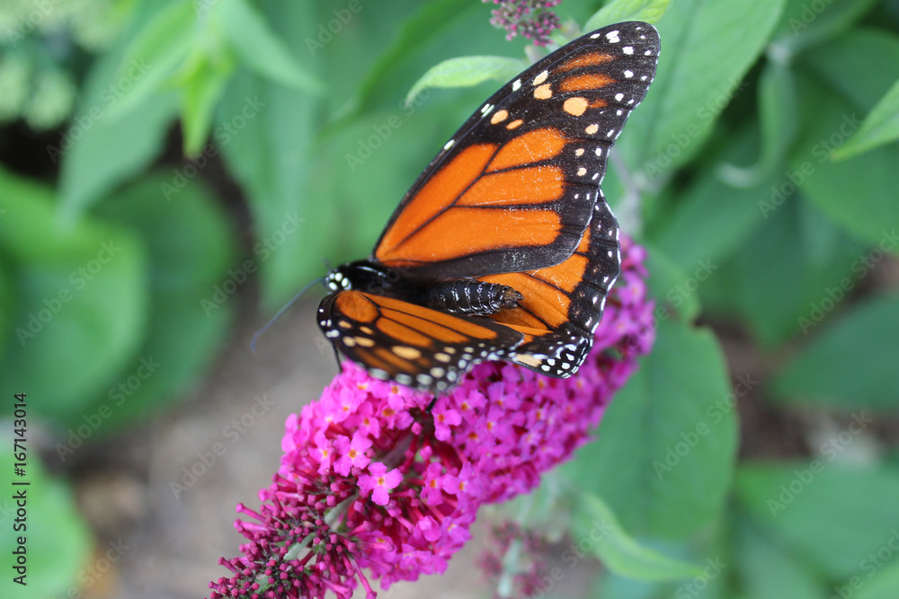 Naklejka premium The rare monarch butterfly