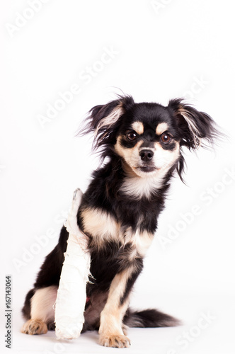 Cute little dog on white background at studio © GrasePhoto