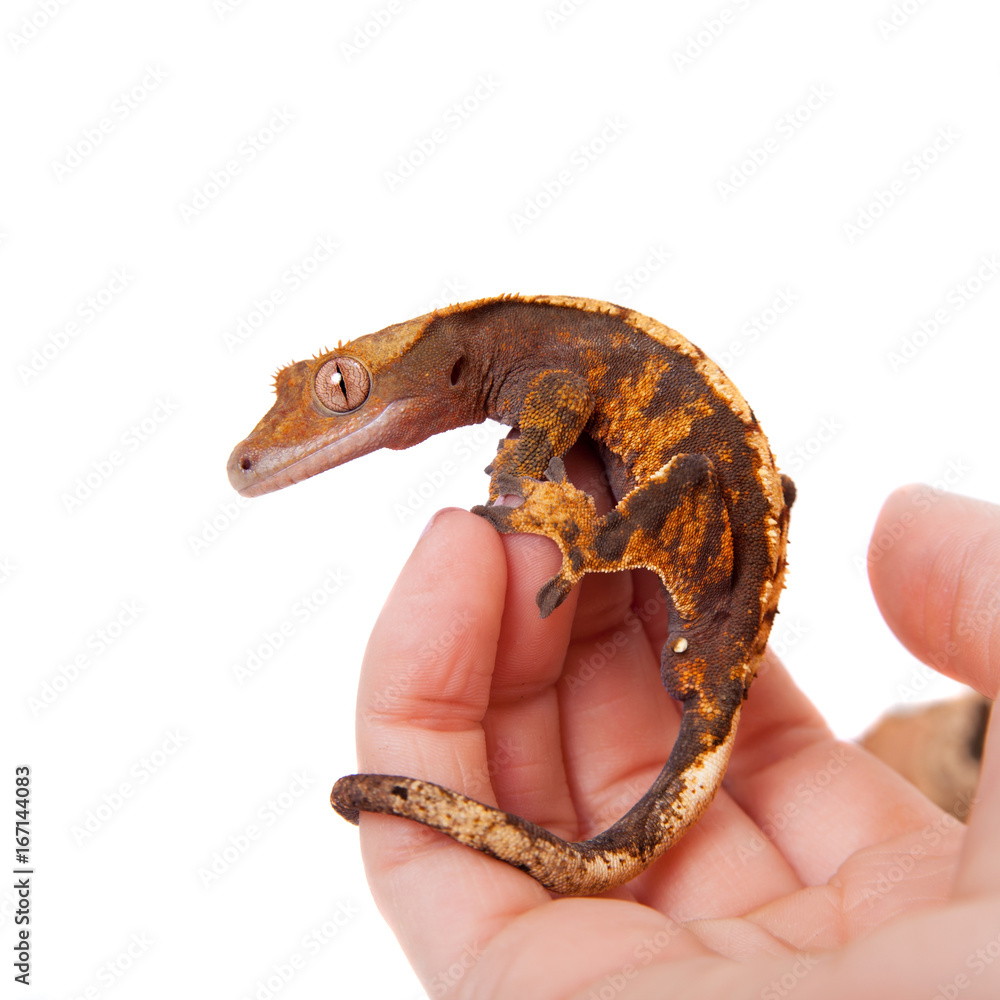 Naklejka premium New Caledonian crested gecko on white